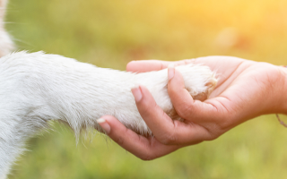 what to write in a pet sympathy card?These words will comfort anyone's heart