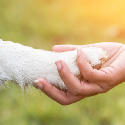 what to write in a pet sympathy card?These words will comfort anyone's heart
