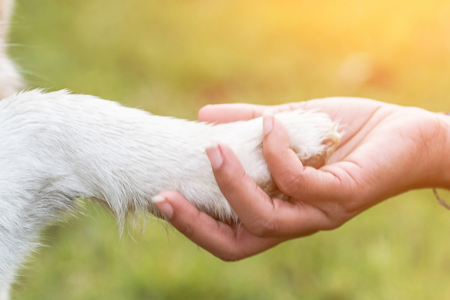 what to write in a pet sympathy card?These words will comfort anyone's heart