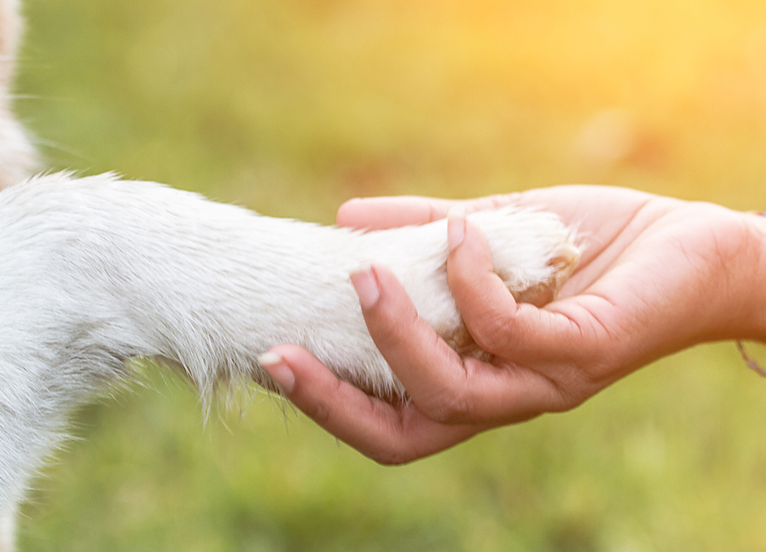 what to write in a pet sympathy card?These words will comfort anyone's heart