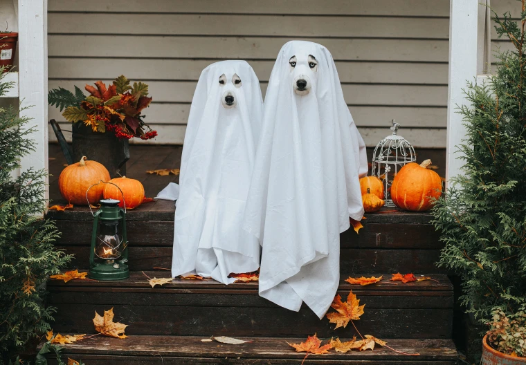 121 Funny Halloween Sayings For Signs That Will Make Your Neighbors Laugh