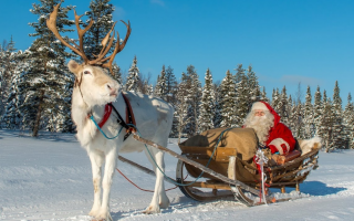 35 Funny Christmas Reindeer Quotes To Share With Your Family