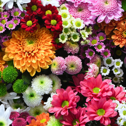 54 Flower Quotes About Friendship To Deepen Your Ties