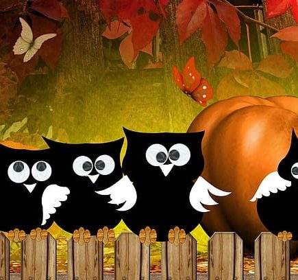Why Are Owls Associated With Halloween?