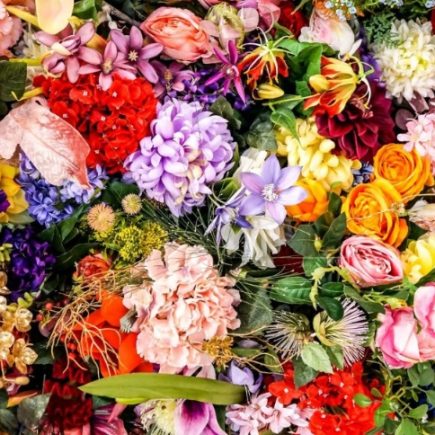 Beyond Roses: Discover 9 Unique and Enchanting Flowers to Gift Your Beloved on Valentine's Day