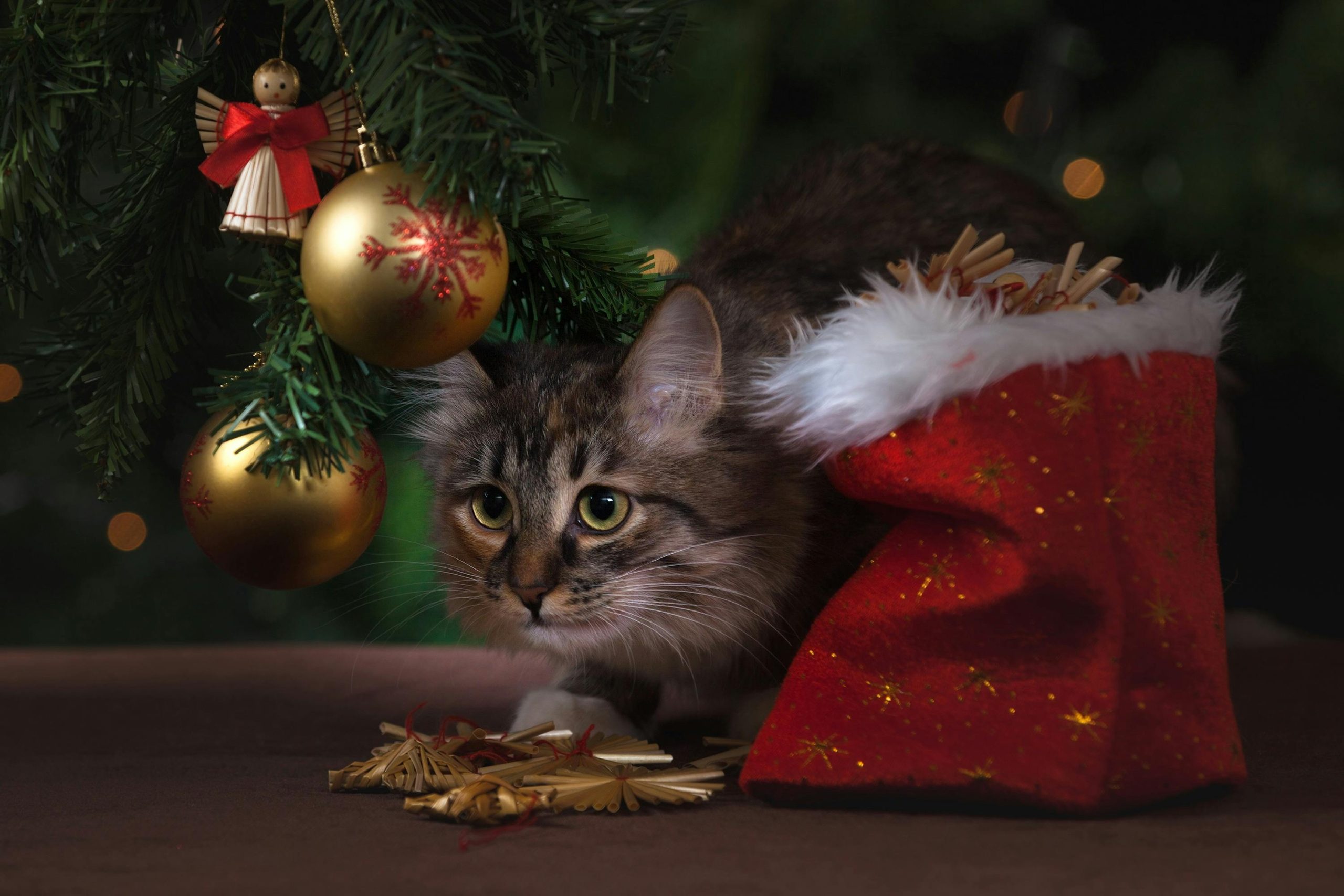 How Can I Celebrate Christmas with My Cat? Getnamenecklace Blog